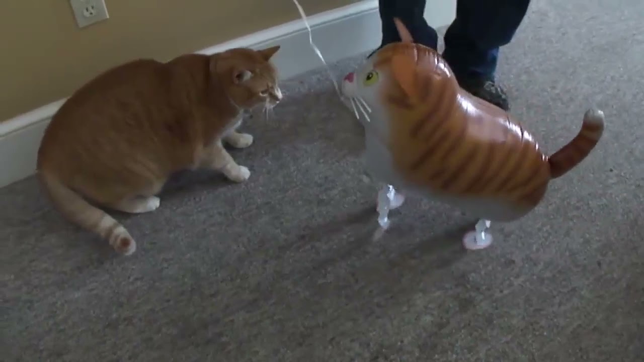cat finds and destroys imposter