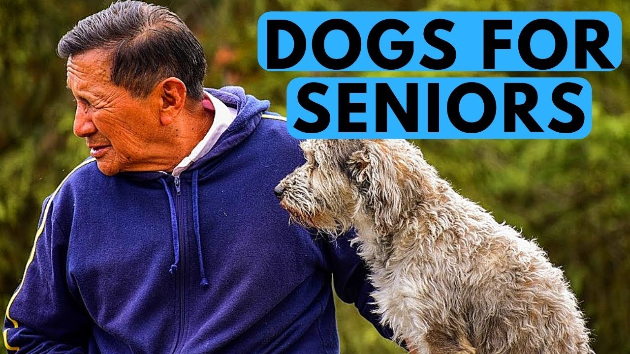 TOP 10 Best Dogs for Seniors