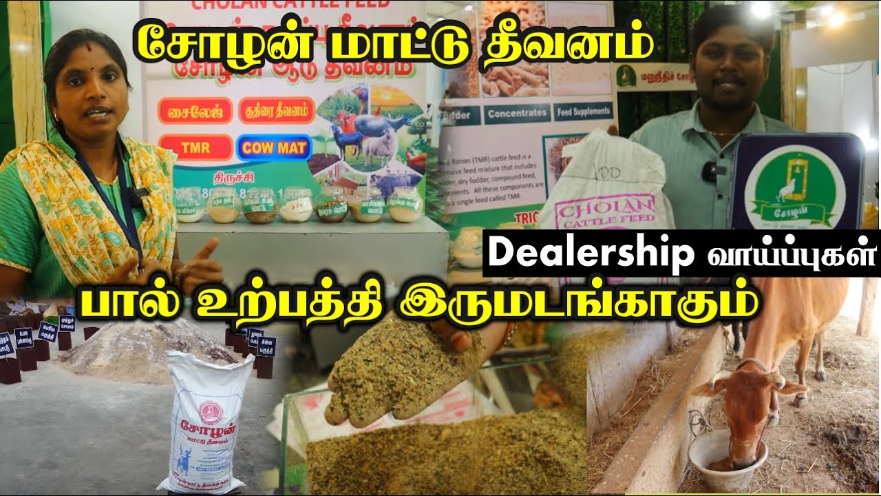 பால் உற்பத்தியை இரட்டிப்பாக்கும் கால்நடை தீவனம் | கறவை மாட்டிற்கு சிறந்த தீவனம் | Cholan Cattle Feed
