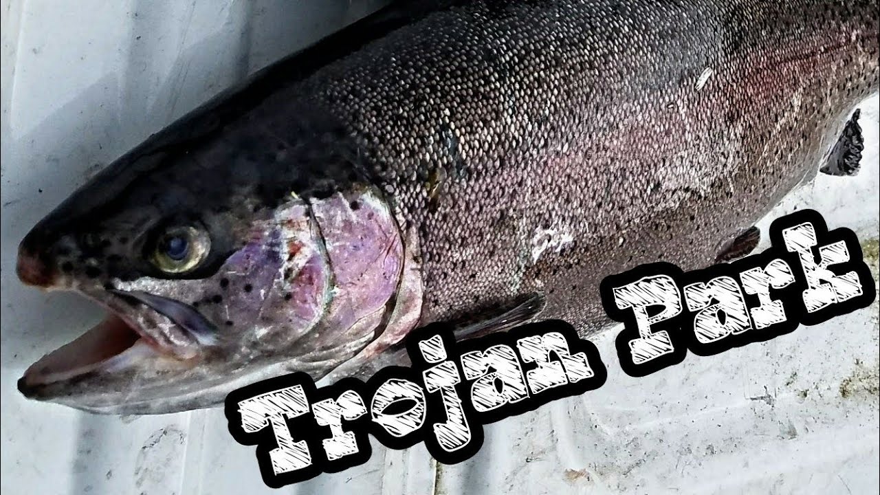Beautiful Trout at Trojan