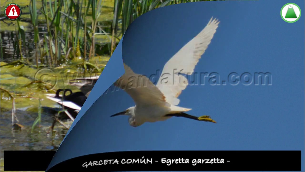 Fauna de Andalucía