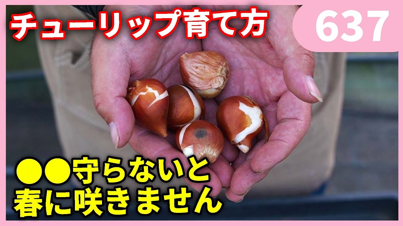 【2023年版】チューリップの育て方マニュアル ｂｙ園芸チャンネル 637 園芸 ガーデニング 初心者