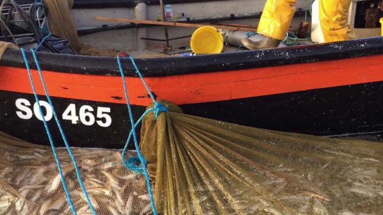 Herring Fishing Inver Bay Sprat Donegal