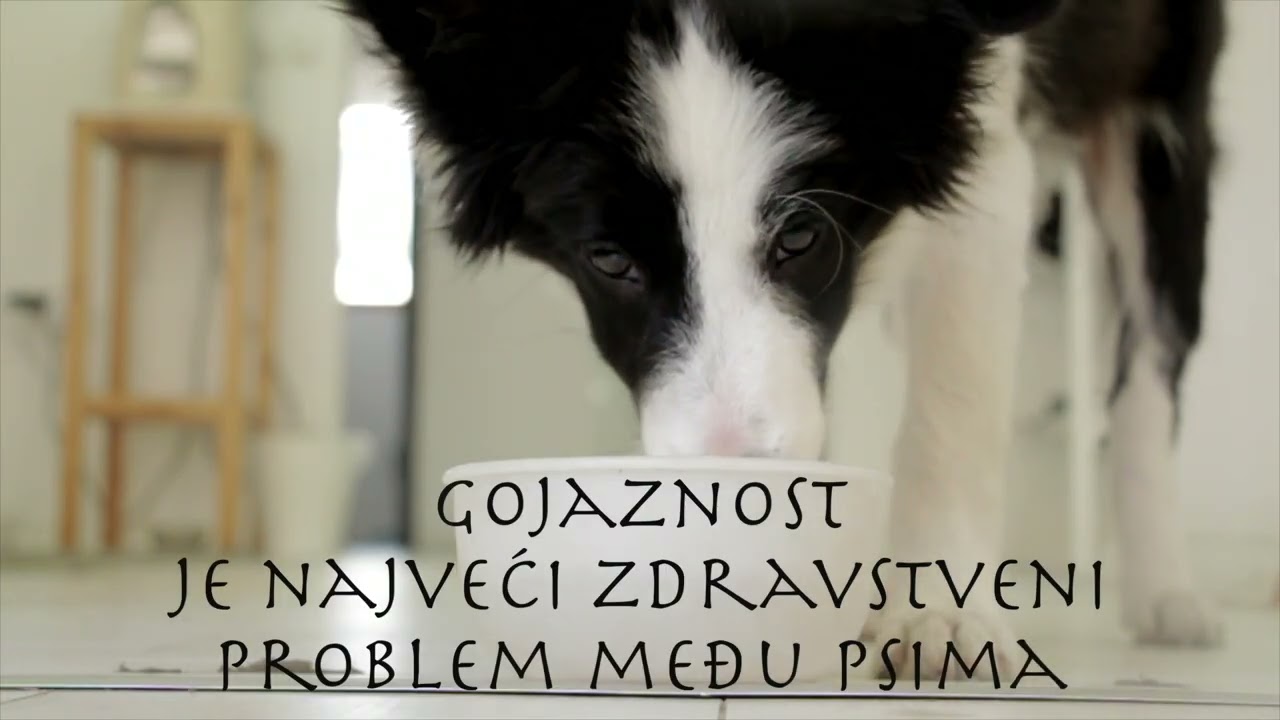 Činjenice o psima koje verovatno niste znali