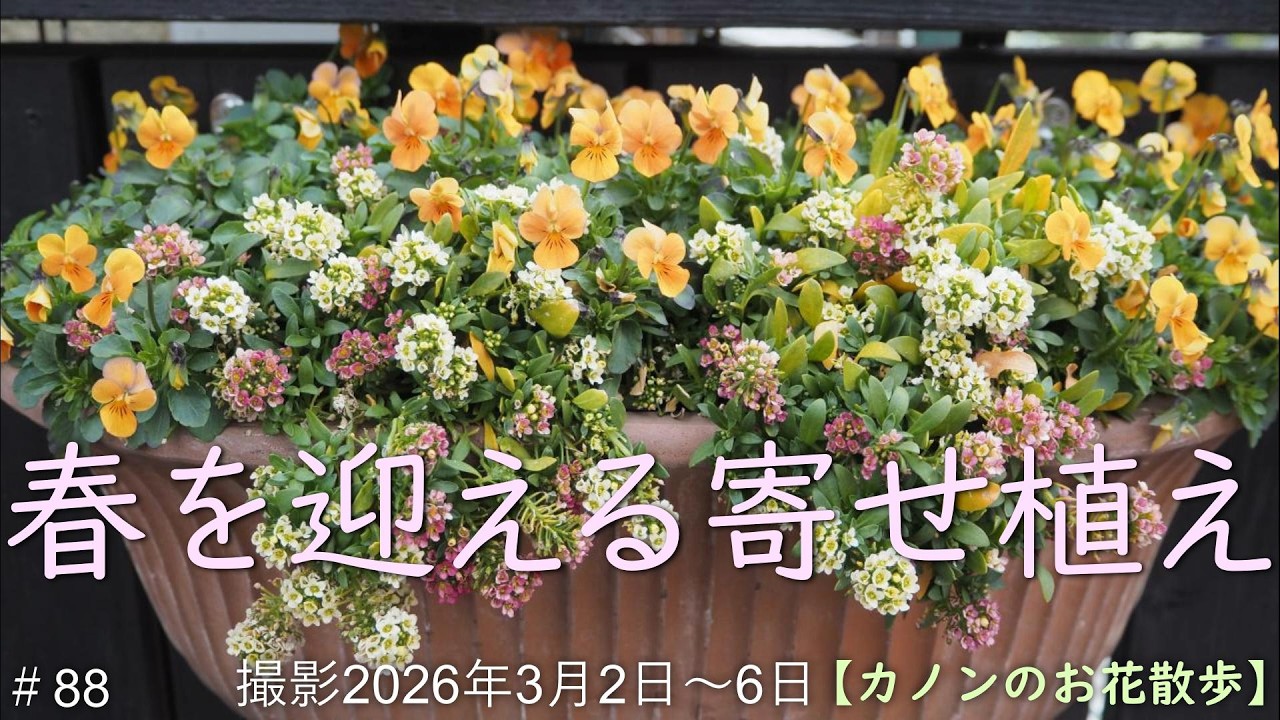 ＃88　ウッドデッキに飾った寄せ植えを全て紹介・園芸店で寄せ植え用のお花と雑貨のお買い物