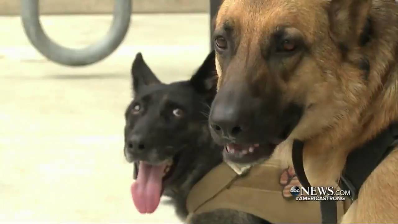 Four U.S. Military Dogs Receive Top Honor for Their Service