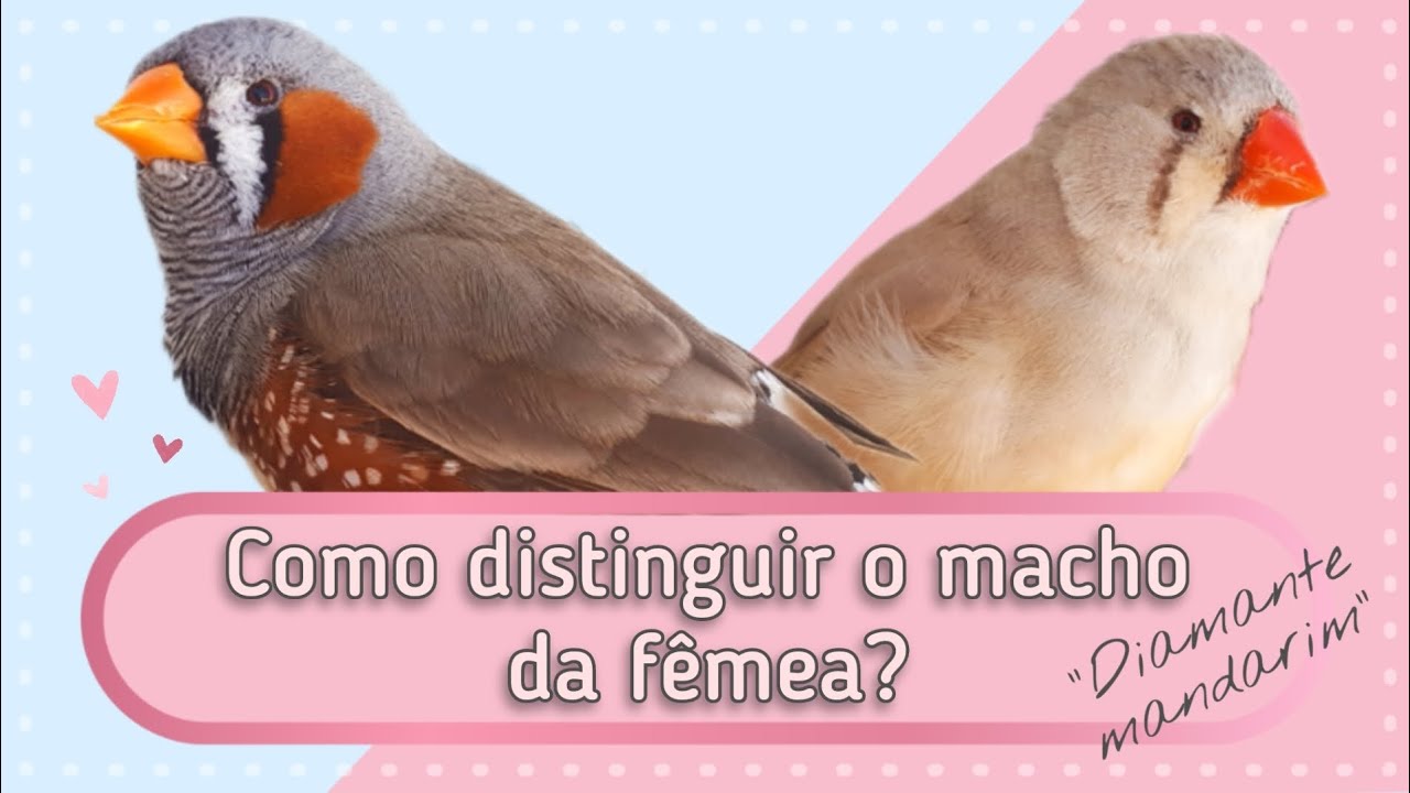 Saiba distinguir o macho Diamante Mandarim da fêmea!