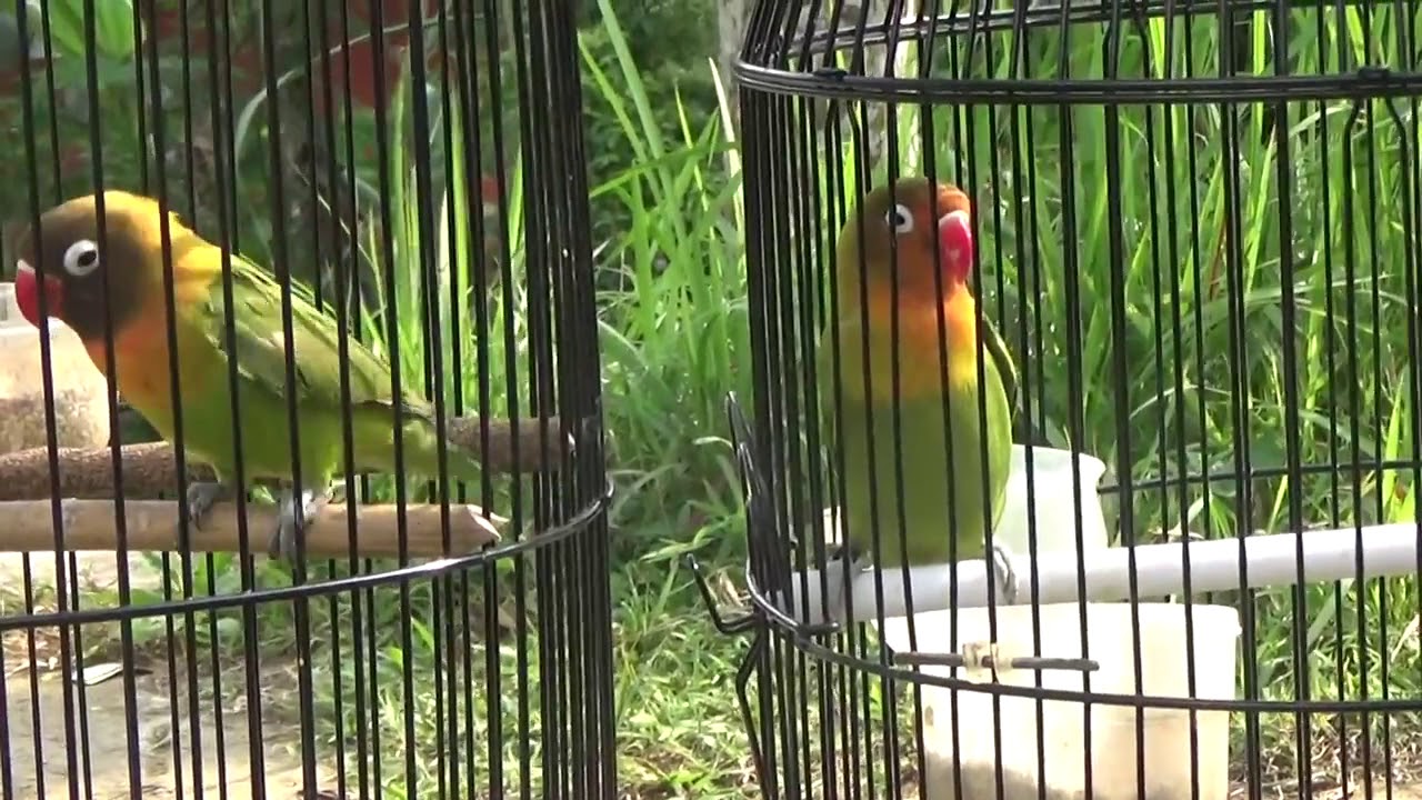 Agapornis nigrigenis verdes en acci&oacute;n
