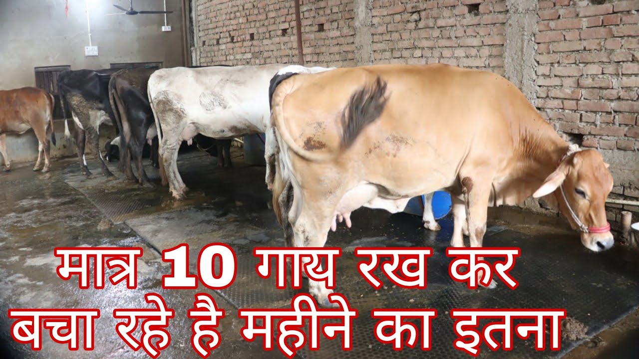 मात्र 10 गाय रख कर बचा रहे है महीने का इतना cow dairy bihar