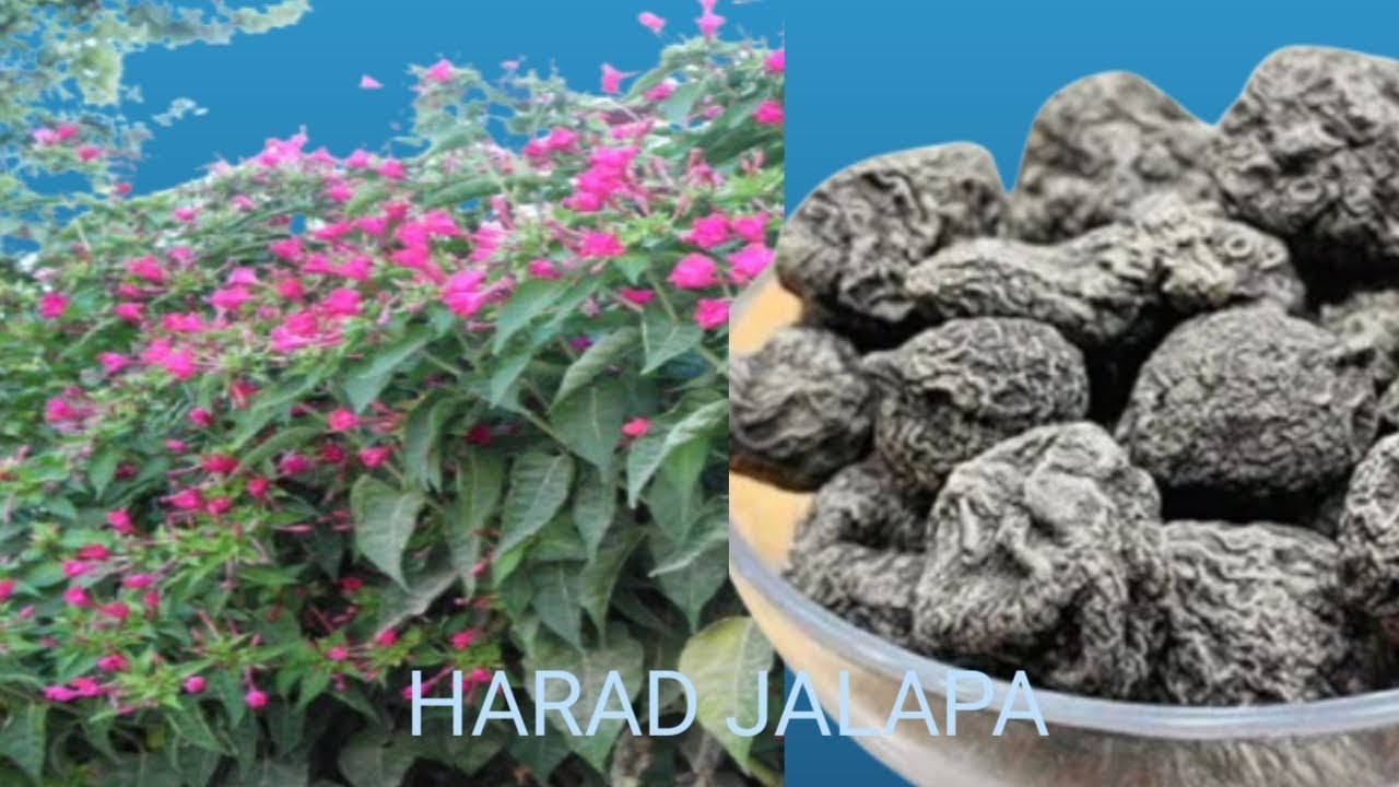 Harad jalapa ke fayde || ہرڑ جلاپا کے فوائد