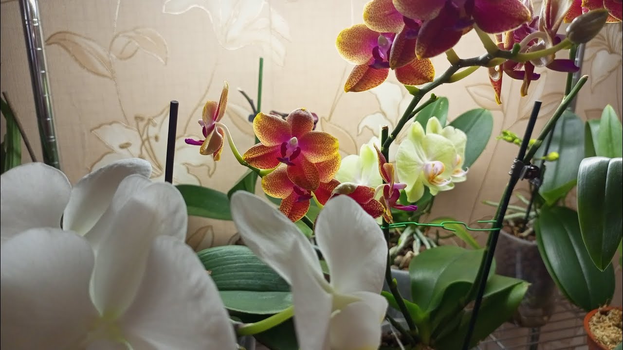 16.02.2026.ЦВЕТЕНИЕ МОИХ ОРХИДЕЙ В ФЕВРАЛЕ 👍🌺🌱!!!
