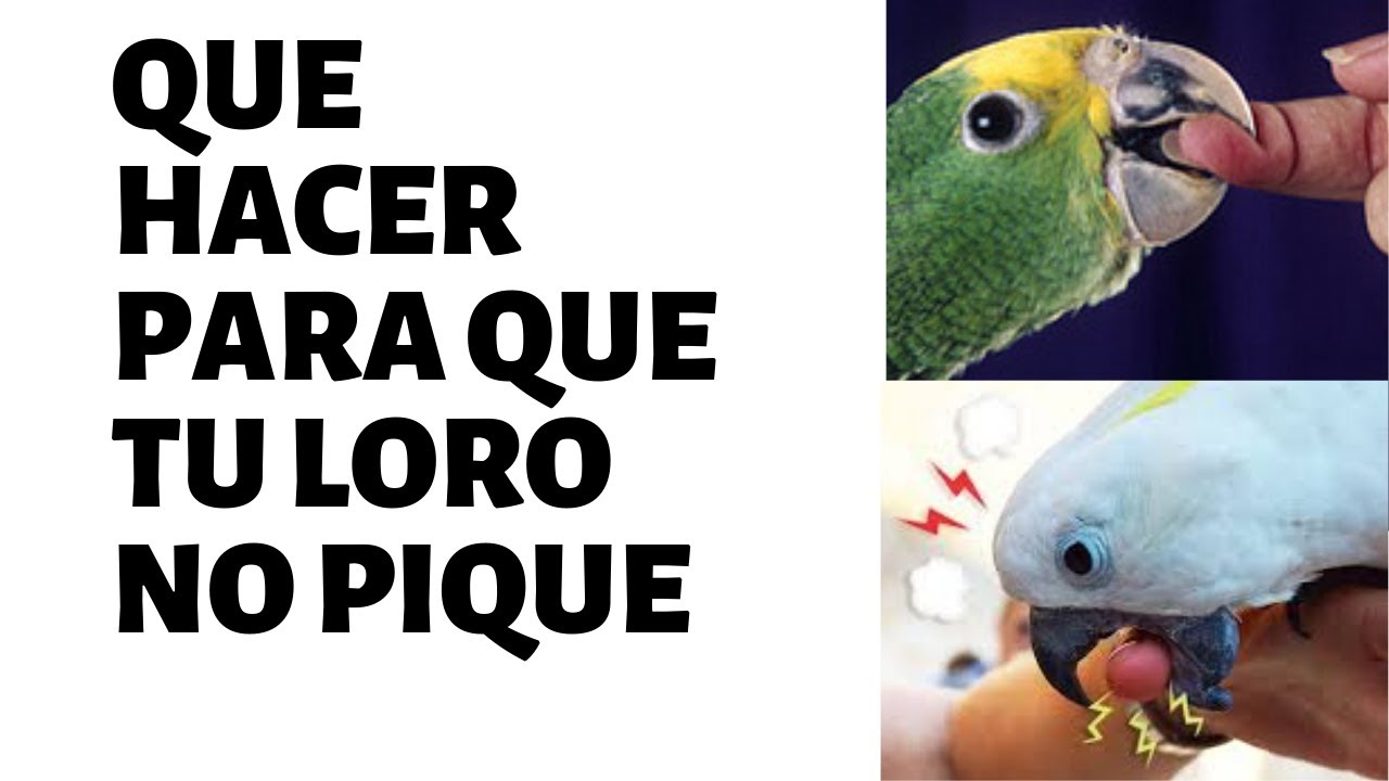 pájaro muerde , pica ...soluciones/porque me muerde mi pajaro