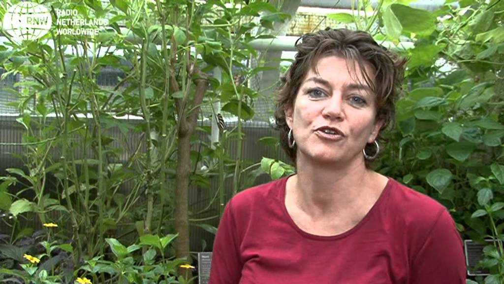 Surinaamse kruiden met Latijnse namen