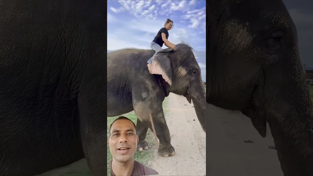 ✅Elephant Ride Attempt By A Girl🐘#short #youtubeshorts #greenscreen #elephant #viralshort