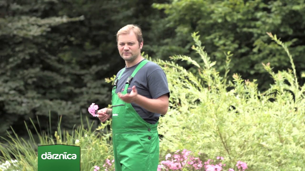 Jūnija mēneša augs - floksis