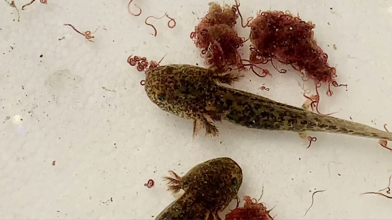 Axolotl miracle: nibbled limbs grow back in 4 weeks