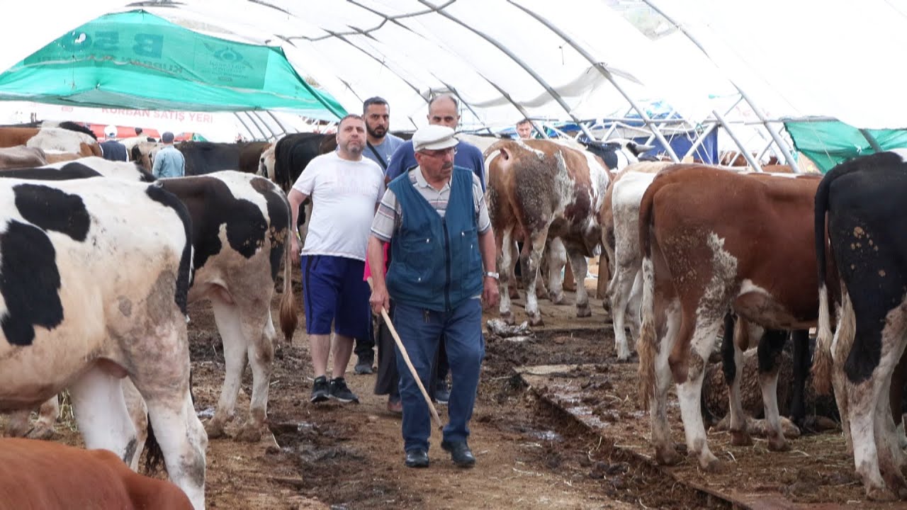 Bayramın ikinci gününde 'indirimli' kurbanlık umudu