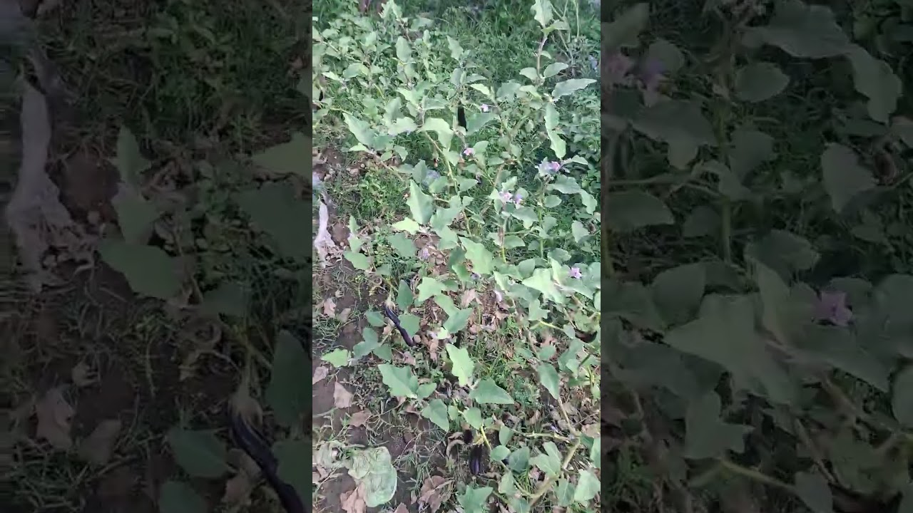 daming bunga ng talong saka ng sili