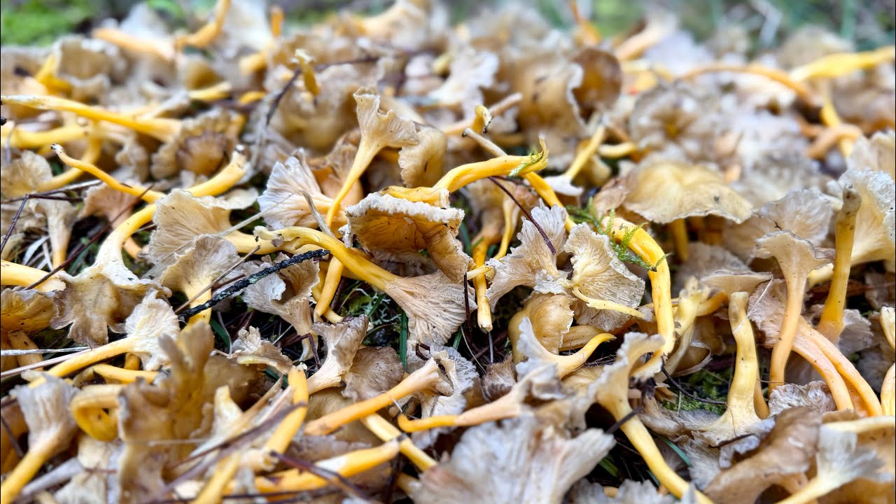 0️⃣1️⃣5️⃣ 2026-02-08 FUNGHI PORCINI CHE PASSIONE 🍄 #015