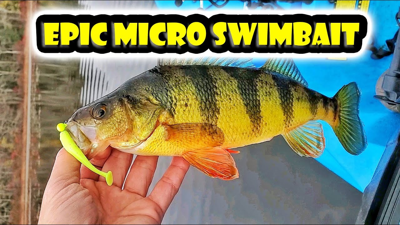 Cold Water Yellow Perch Fishing with Epic Bait Molds - Tatula BFS and KastKing Max Steel
