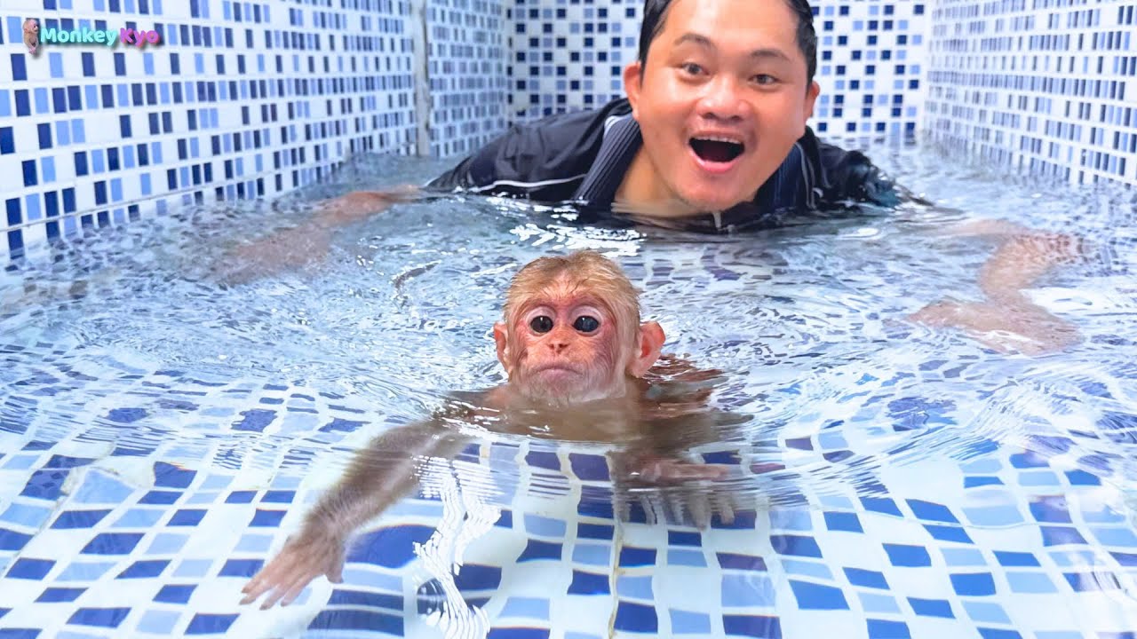 Monkey Kyo is swimming excitedly in the new swimming pool with Dad