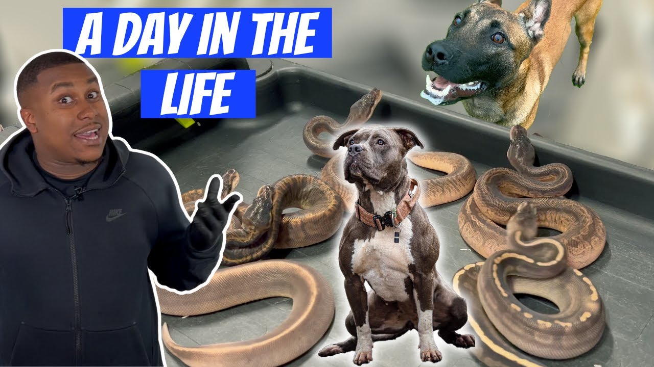 Feeding My XL Bully’s & Visiting A £30k Sunset Ball Python Clutch | CENTRAL VLOGS EP. 25