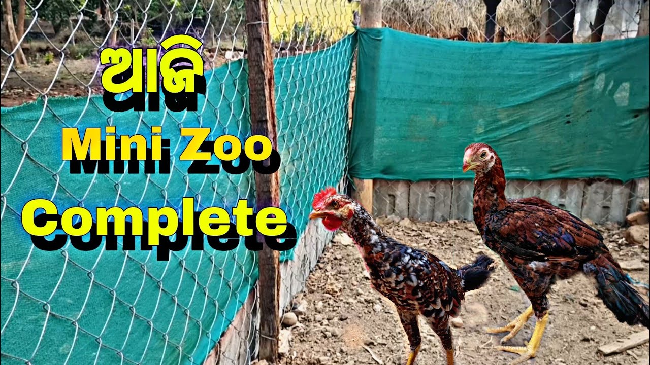 ଆଜି Mini Zoo Complete ହେଇଗଲା 😊❤️|| #vlog5    #vlog #odia #odiavlog #streetdog  #petvlog #viralvideo