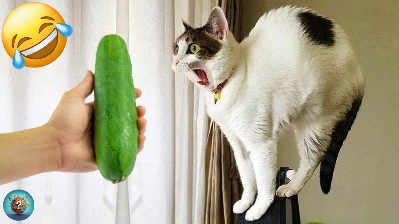 Animali Divertenti 😂 I Video di Cani e Gatti pi&ugrave; Divertenti 🐶😺 #4