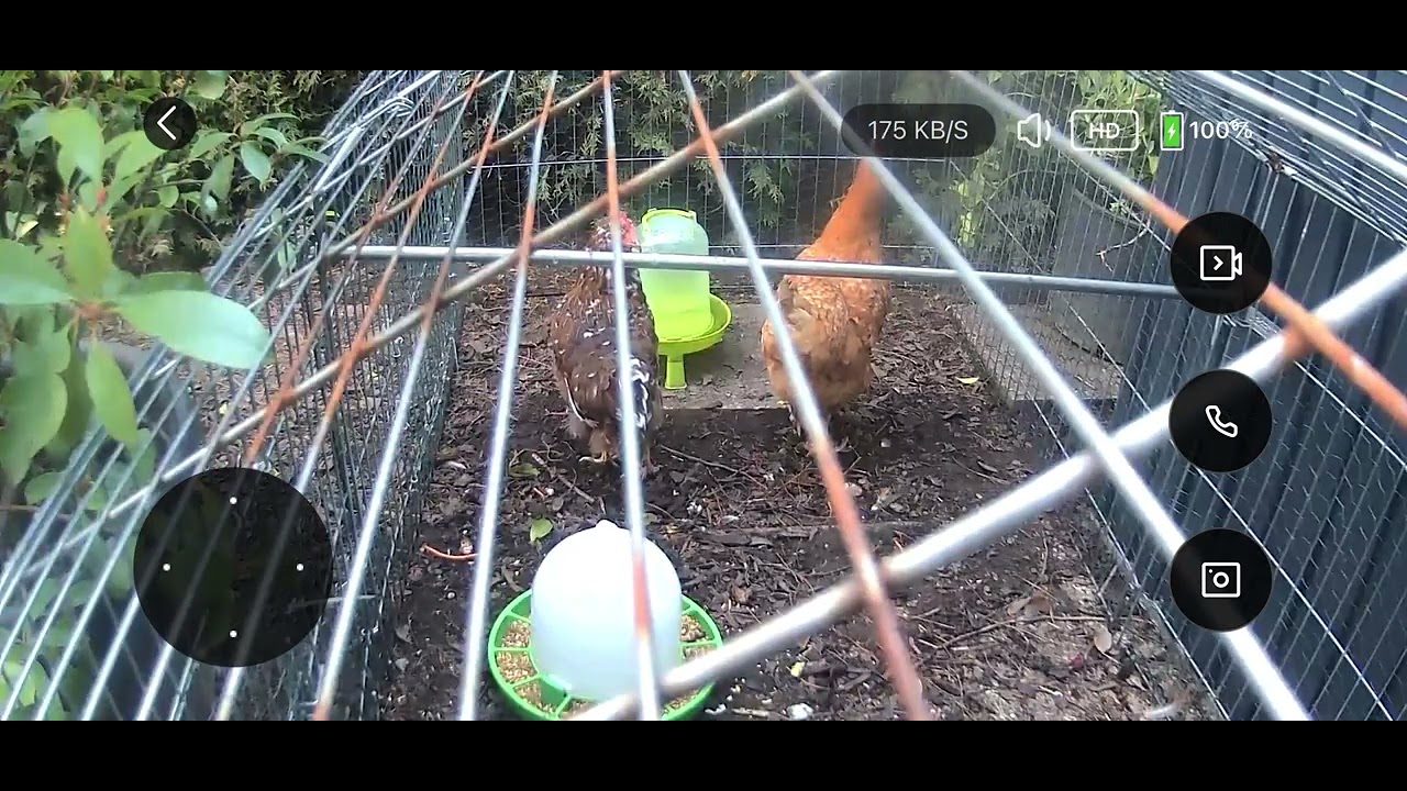 Meine Hühner mit Überwachungskamera filmen 🐓🐓🐓🐓🐓🐓🐓🐓🐓🐓🐓