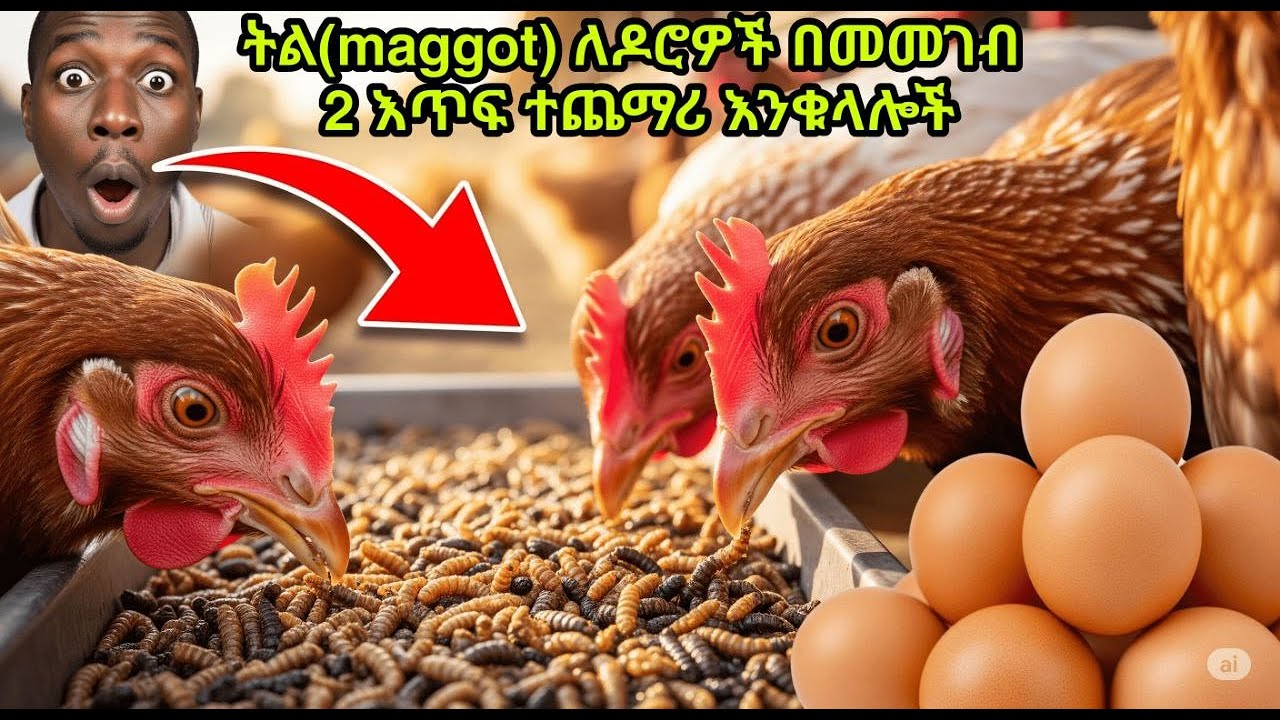 BSF ለእንቁላል ዶሮ ምን ያህል ይይጠቅማል