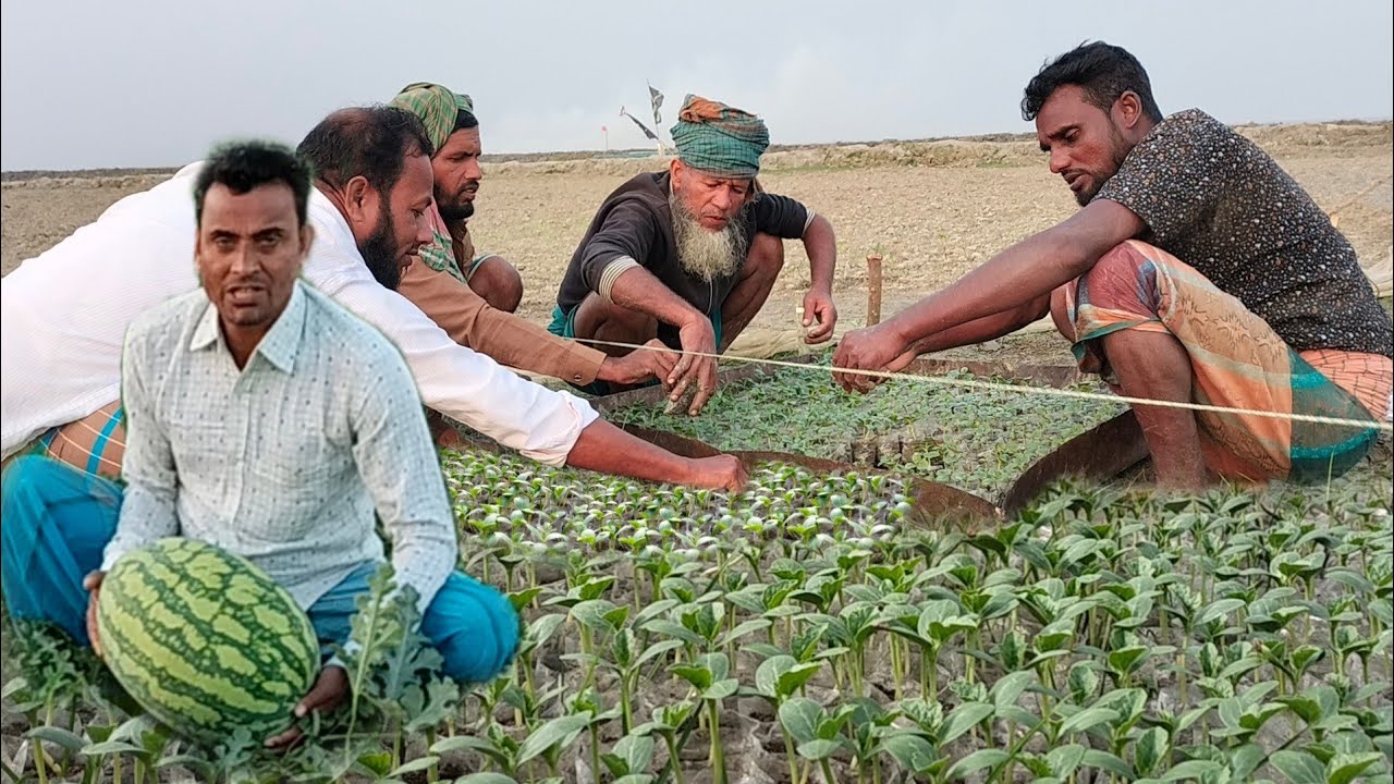 তরমুজ চাষ করার পদ্ধতি।।সবার আগে সঠিক সময়ে আগাম তরমুজ চাষ পদ্ধতি।তরমুজ চাষ করার সময় সার প্রয়োগ পদ্ধতি