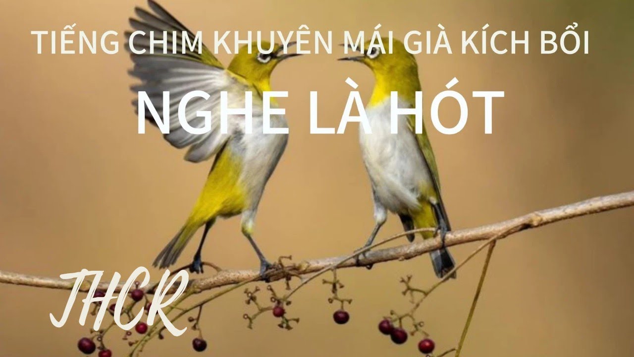 Tiếng chim khuyên mái già kích bổi nhanh hót, nhanh ra giọng.