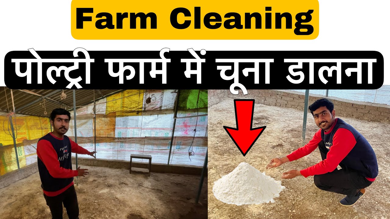 Use of lime to clean Poultry farm