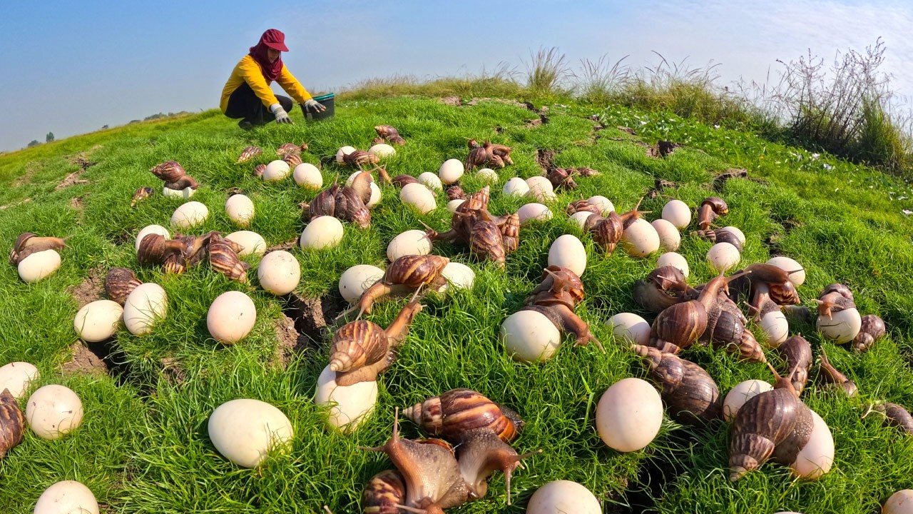 I Found a Field Full of Snails and Eggs! (Unbelievable Harvest)