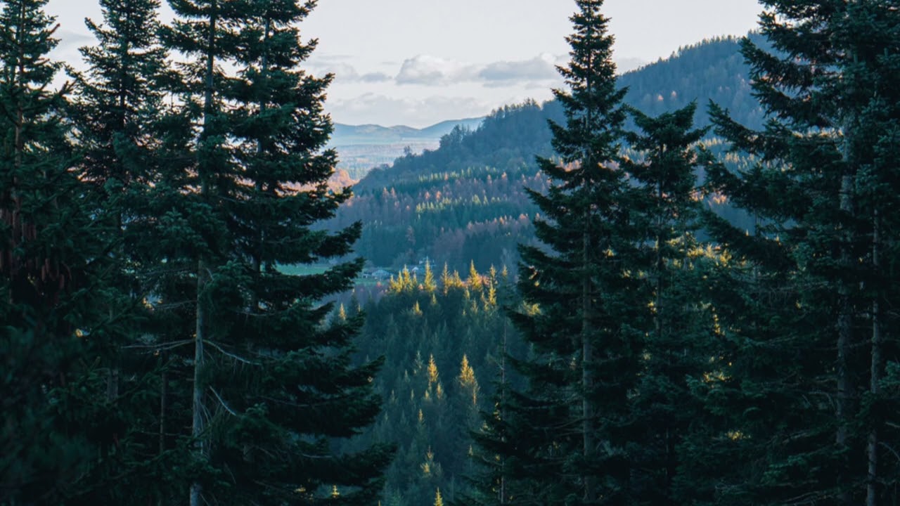 Peaceful trees and Mountain View wth relaxing piano for sleep,study,or relax