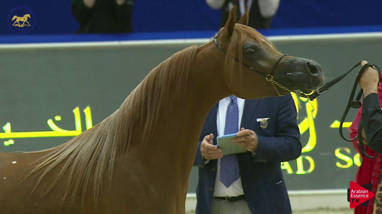 N 56 AJ BANAFSAJ   Dubai 2019   Fillies 2 years old Class 3