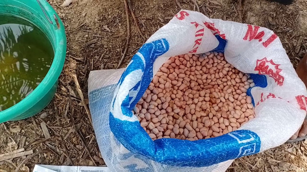 cara tanam kacang tanah tumbuh serentak