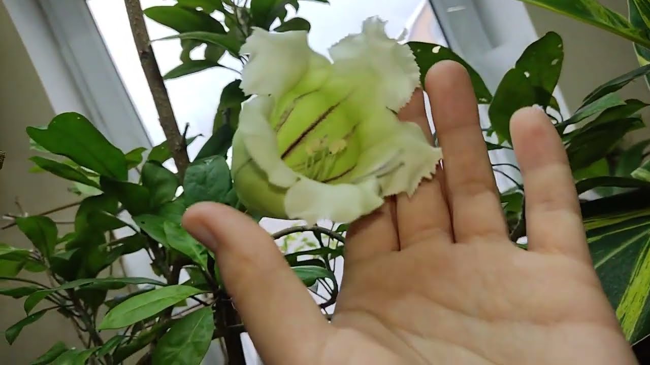 SOLANDRA GRANDIFLORA. Соландра грандифлора