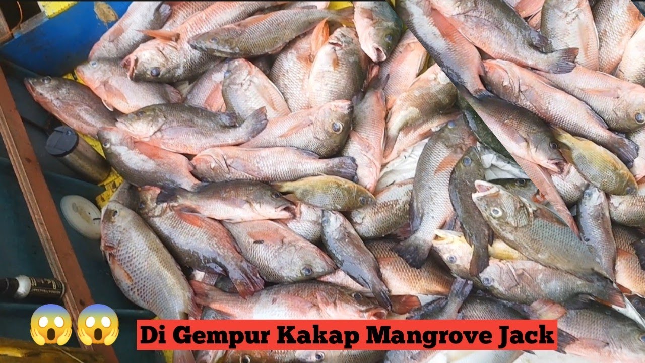 Gempuran Kakap Mangrove Jack Bertubi