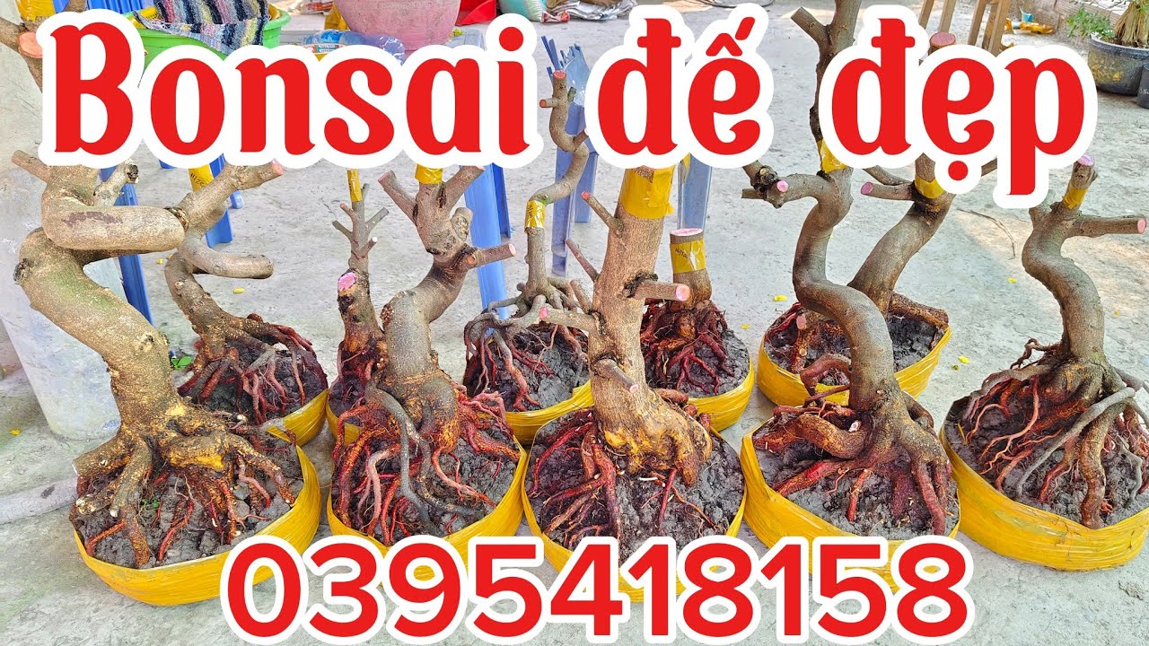 23/2 E Ngân ☎️ 0395418158 phôi mai vàng bonsai mini đế đẹp giá rẻ.@ThịnhPhúc_8158 