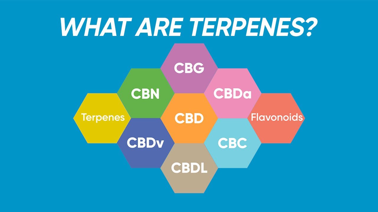 CBD Education: What are Terpenes?