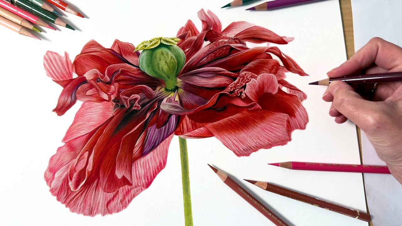 Drawing a Wrinkly Poppy In Colored Pencil | Botanical Drawing