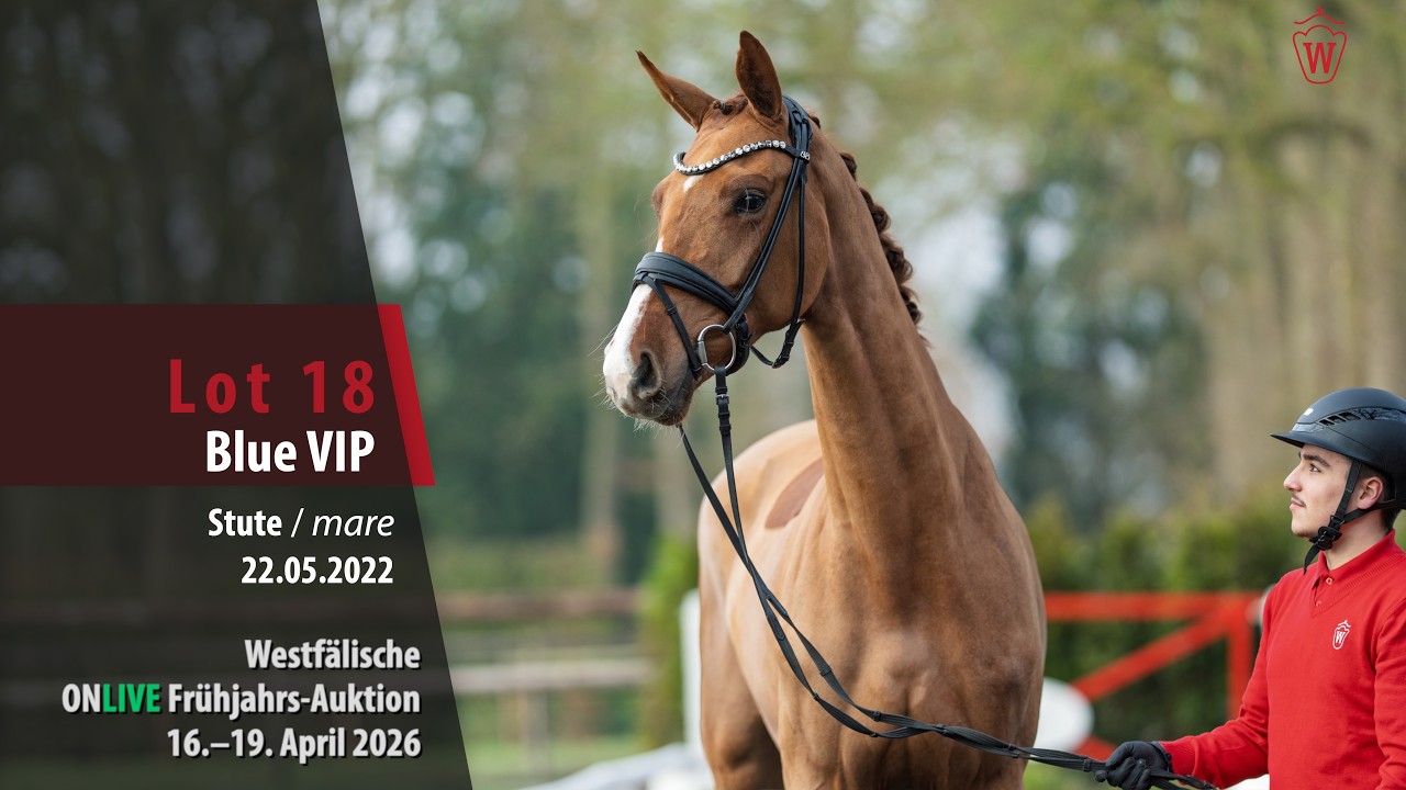 ONLIVE Frühjahrs-Auktion Lot 18 Blue VIP Stute v. Viconte - Veneziano