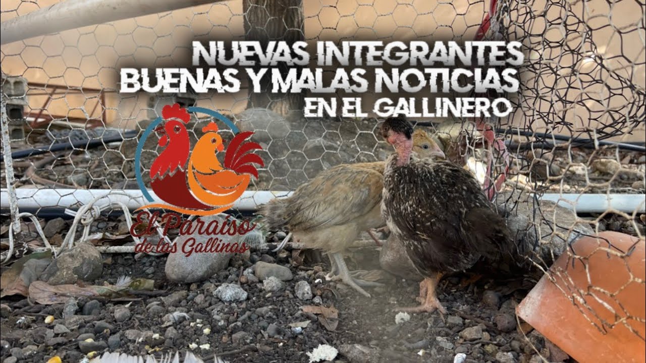 Nuevas integrantes 😱 perdidas en el gallinero😞|El paraíso de las gallinas/