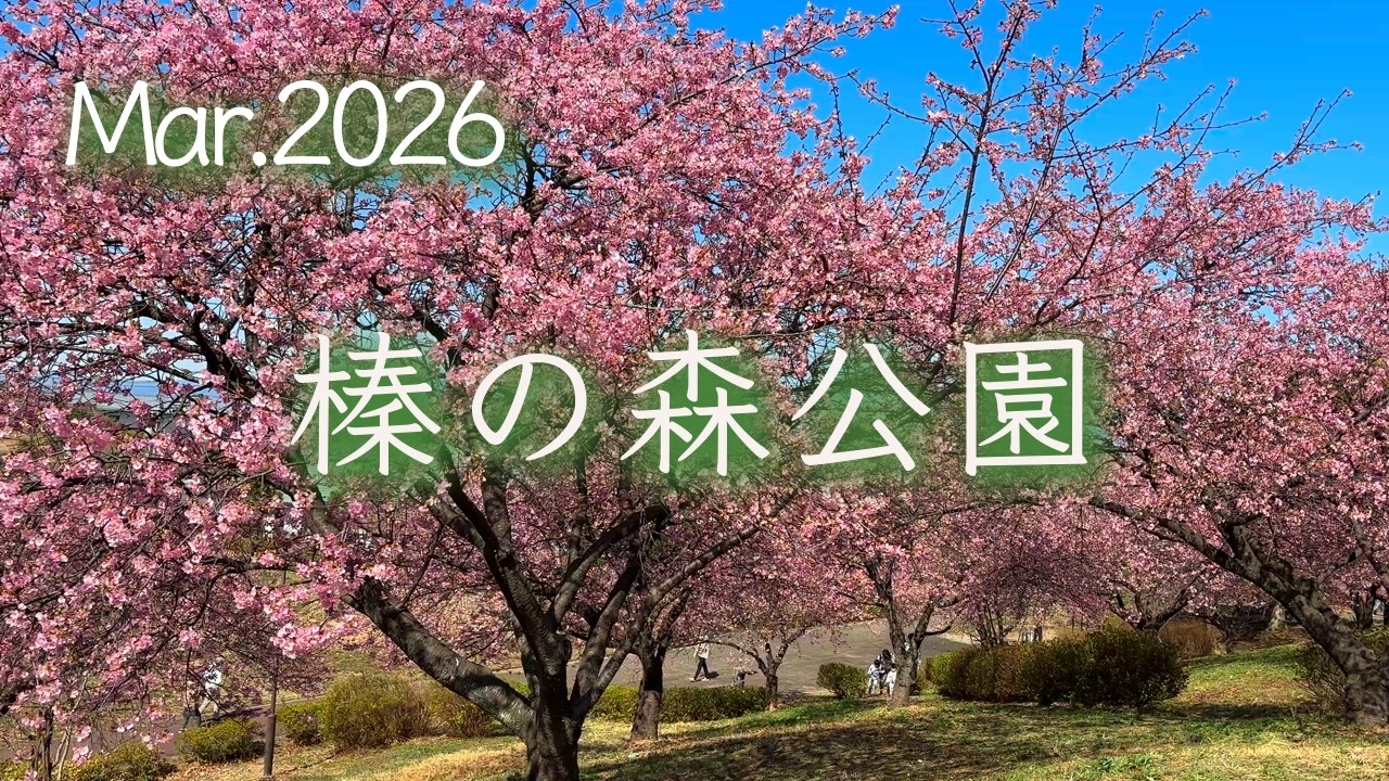 【榛の森公園（深谷市）】満開間近〜春の訪れ感じる河津桜の丘〜