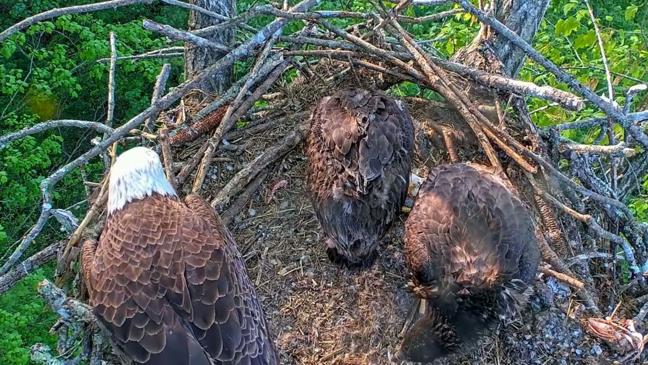 EP#459 #baldeagle Review birds in nest with nature #birdslovers #birdsounds #birdsnest #wildbirds