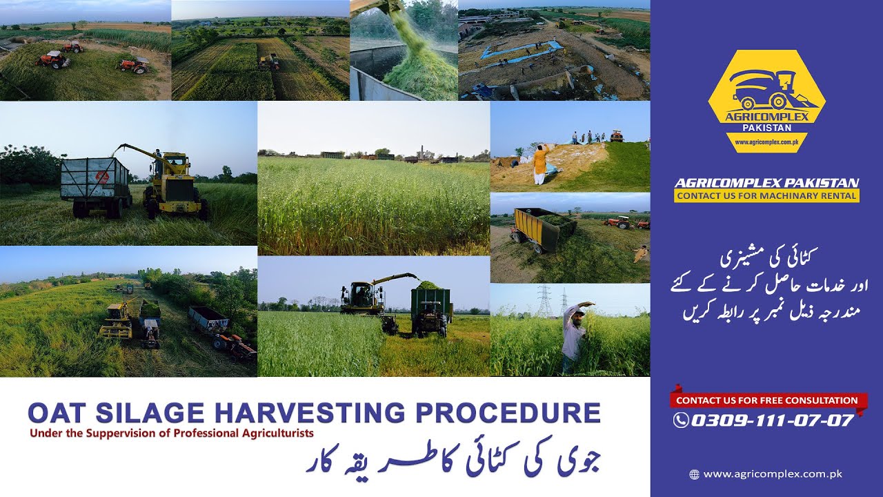 How to make oat silage - its preservation - Complete process by Agricomplex Pakistan