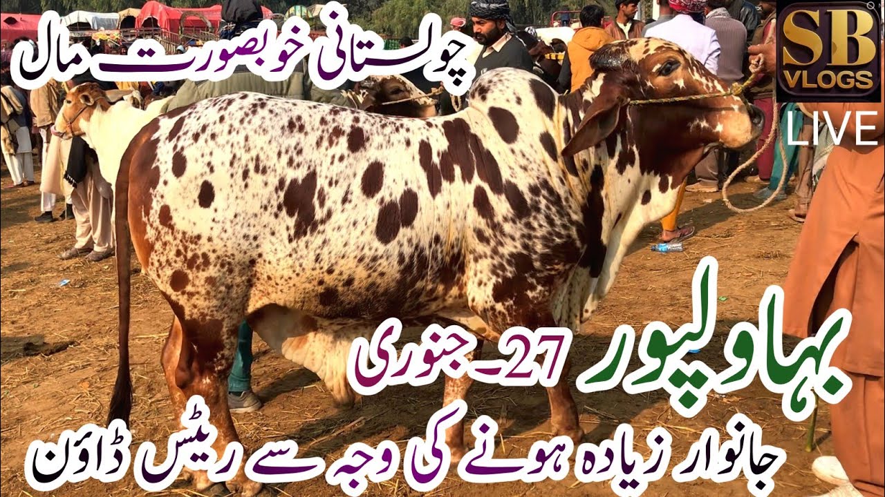 Bahawalpur Cow Mandi New latest update Today | Cholistani.Sahewal Bachre |27 January 2026