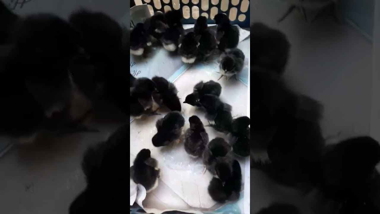 #chicken