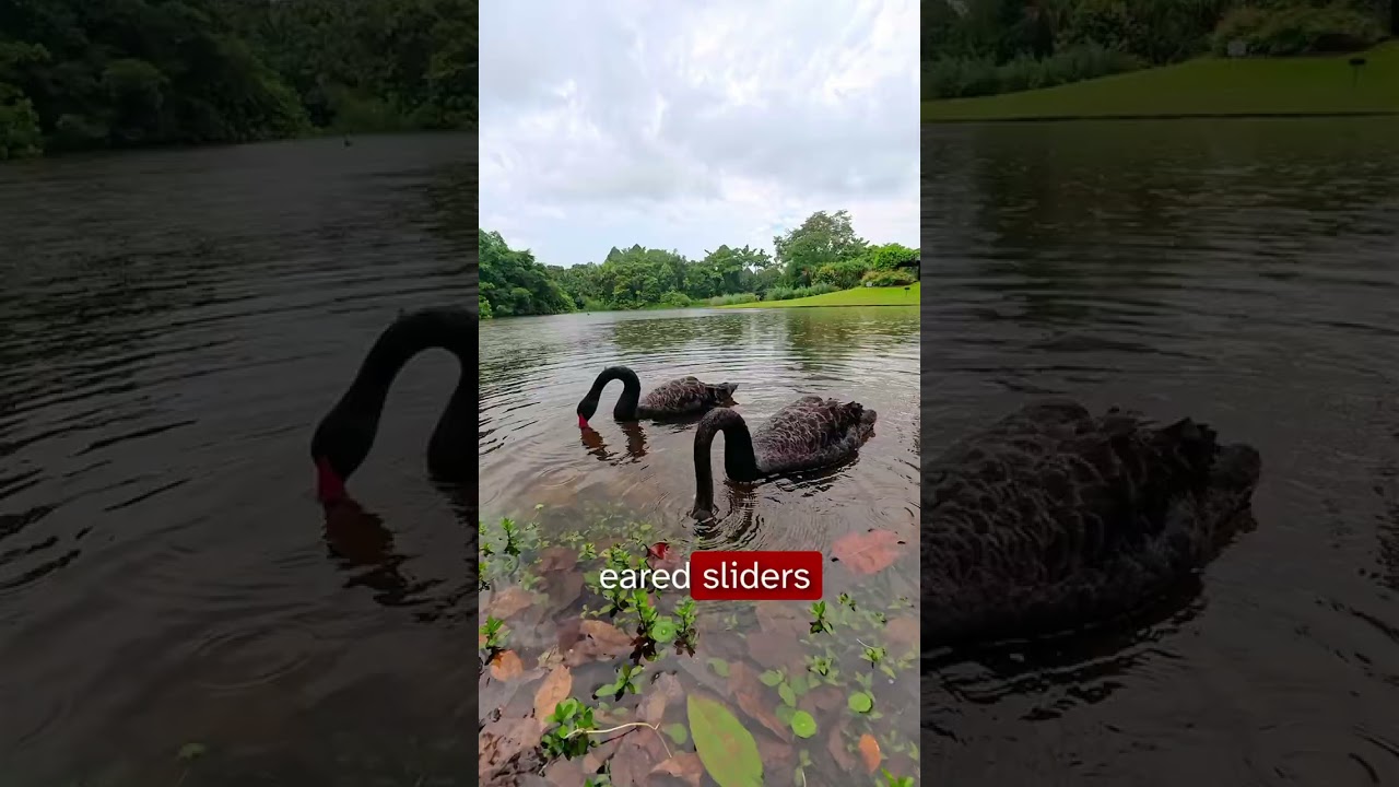 Primo Explores Singapore Botanic Gardens | Nature in the City (Part 2)